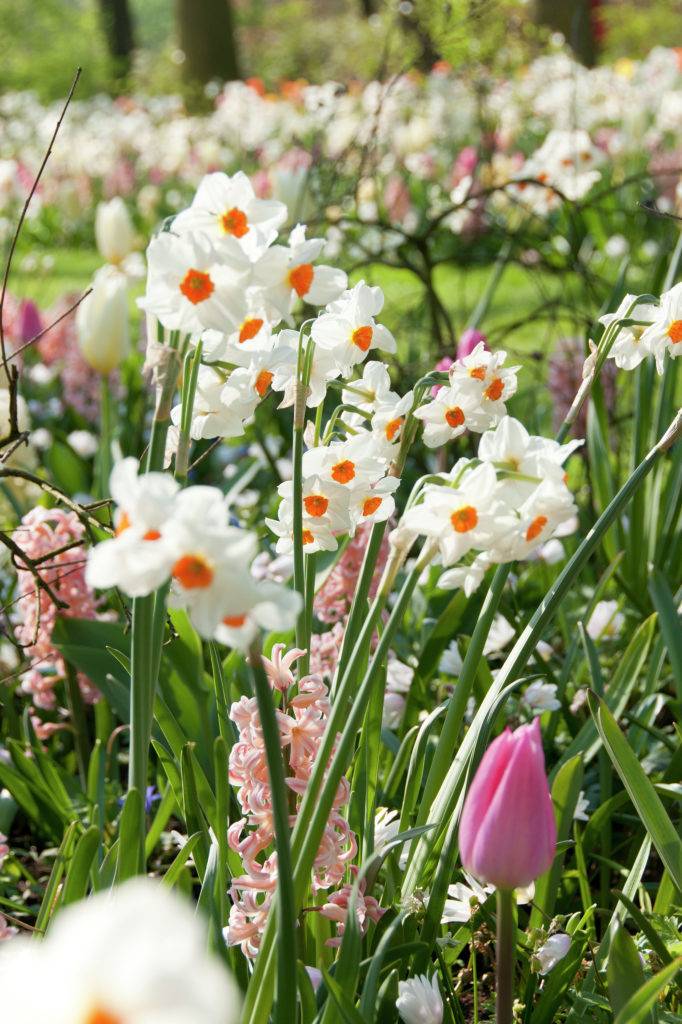 Narzissenzwiebeln Geranium - duftende Narzisse! - Tulip Store