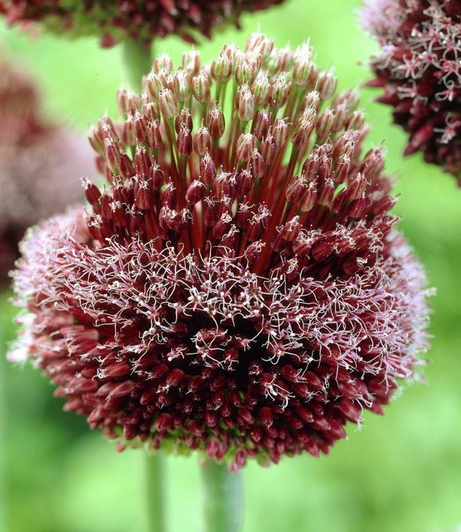 Allium Forelock