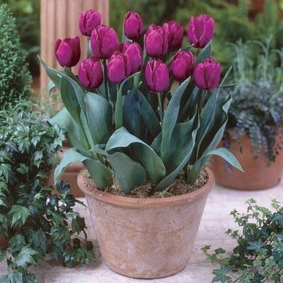 Tulips in pots
