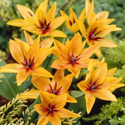 Tulipany wieloletnie