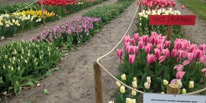 Tulip Store Show Garden blooms!