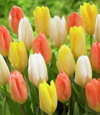 Mieszanka tulipanów Everlasting Love