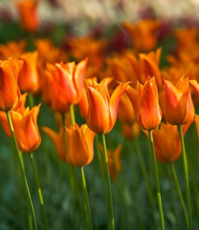 Tulipa Tangerine Chocolate Delight