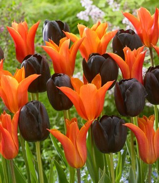 Mieszanka tulipanów Tangerine Chocolate Delight