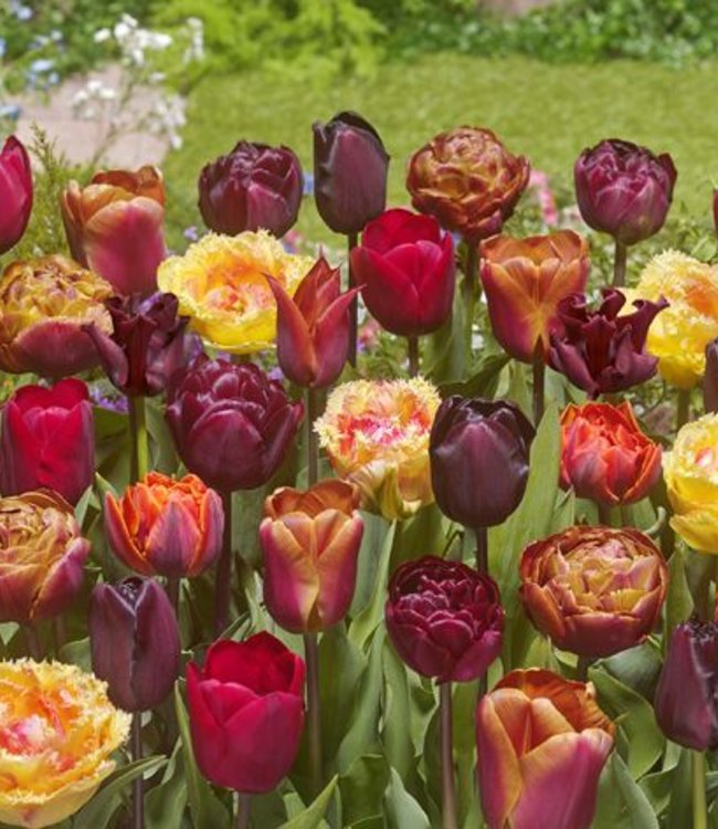 Mieszanka tulipanów Bonfire Toffee