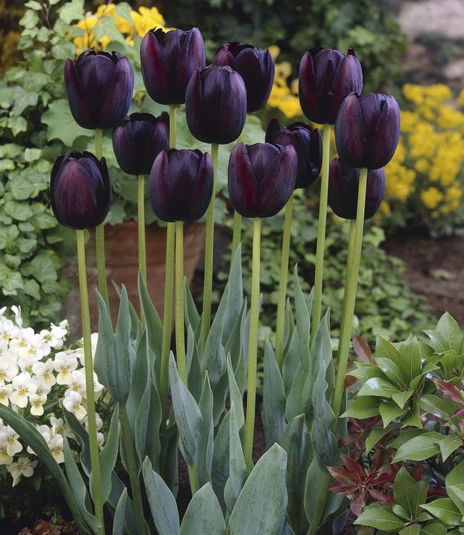 Tulipa Queen of Night