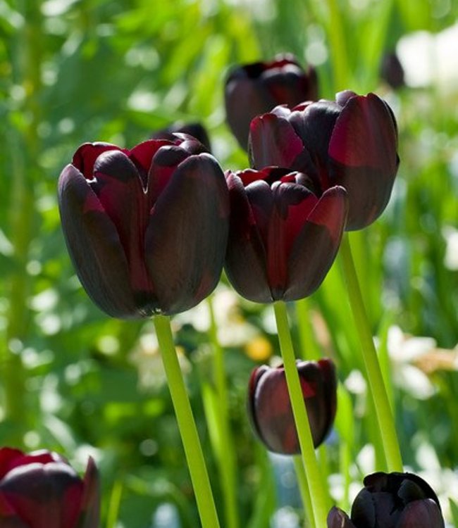 Tulipa Queen of Night