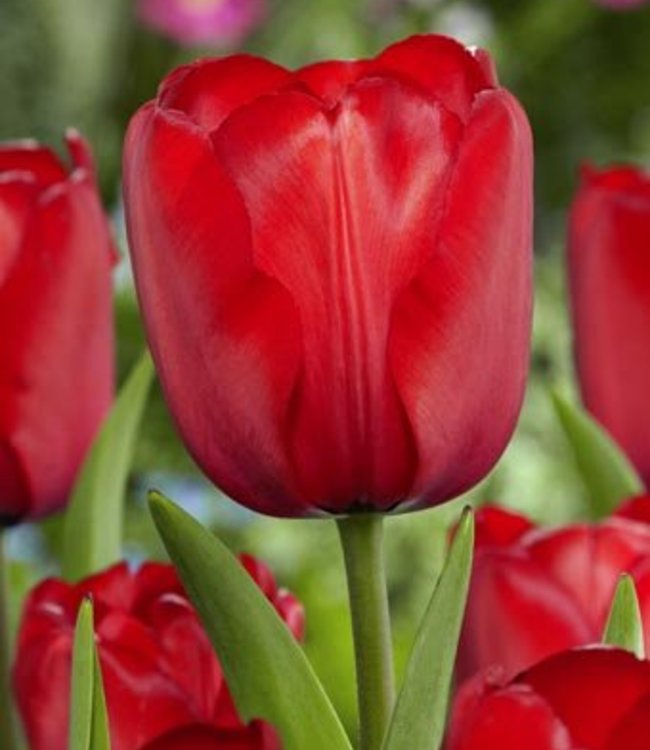 Tulipan Red Impression