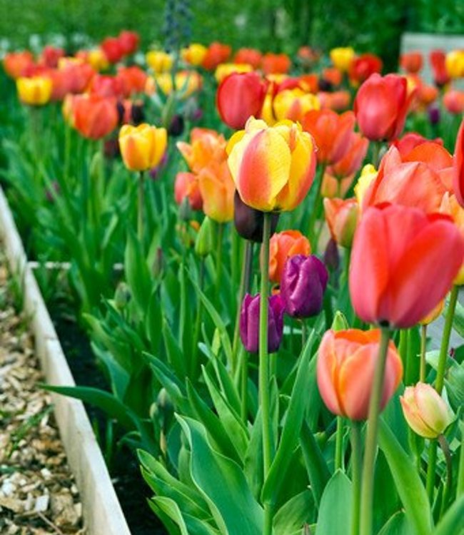 Tulipa Red Impression