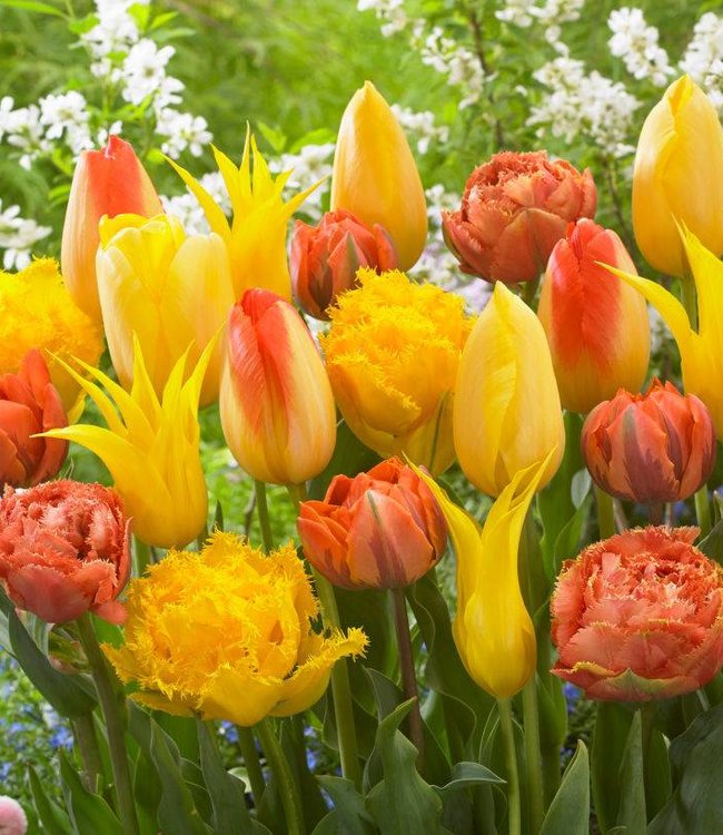 Tulpen Mischung Tequila Sunrise