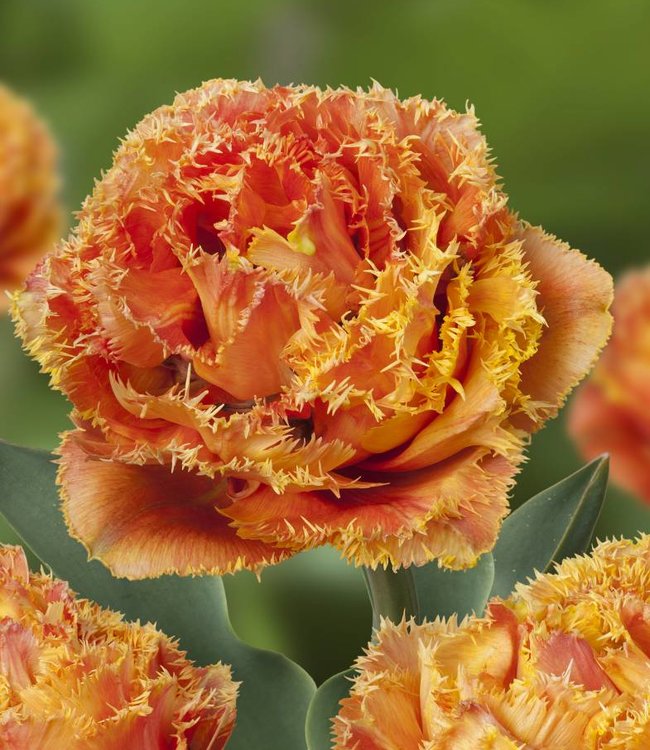 Tulipa Exclusive Tulips