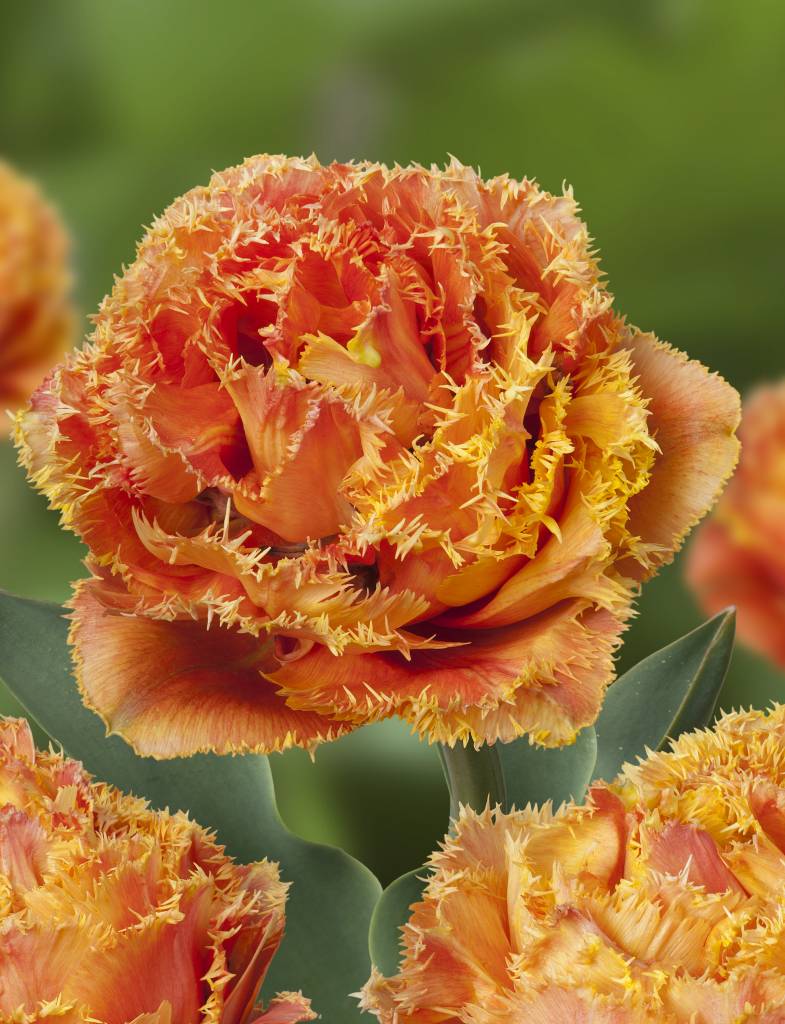 Tulpen Mischung Tequila Sunrise Tulip Store