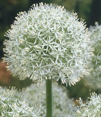 Allium White Giant