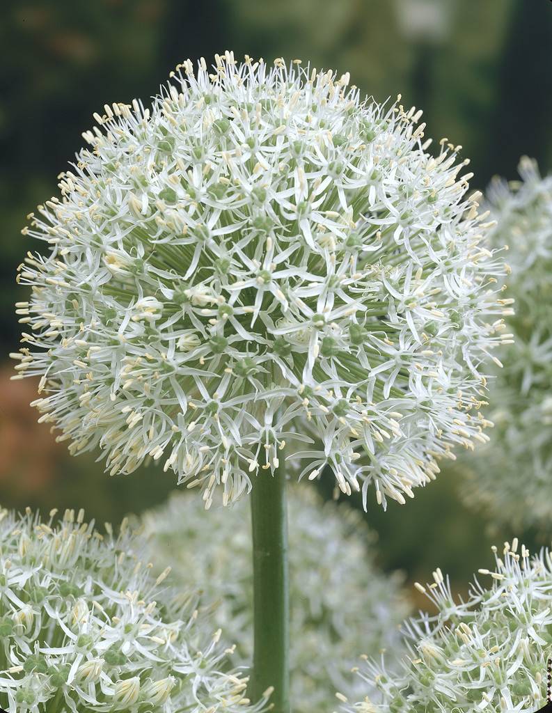 Allium White Giant Tulip Store