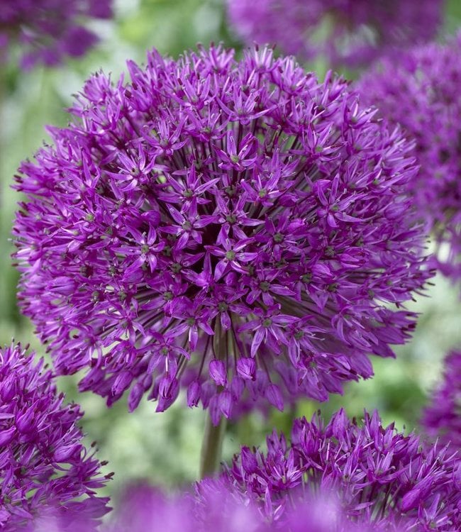 Allium Bulbs Purple Sensation Wonderful Purple Allium Tulip Store