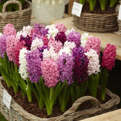 Hyacinths