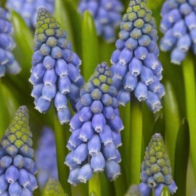 Muscari traubenhyazinthen
