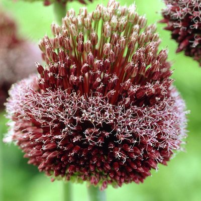 Alla speciella blomsterlökar