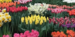 FLOWER SHOW BREEZAND