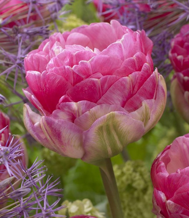 Tulipe Pink Size