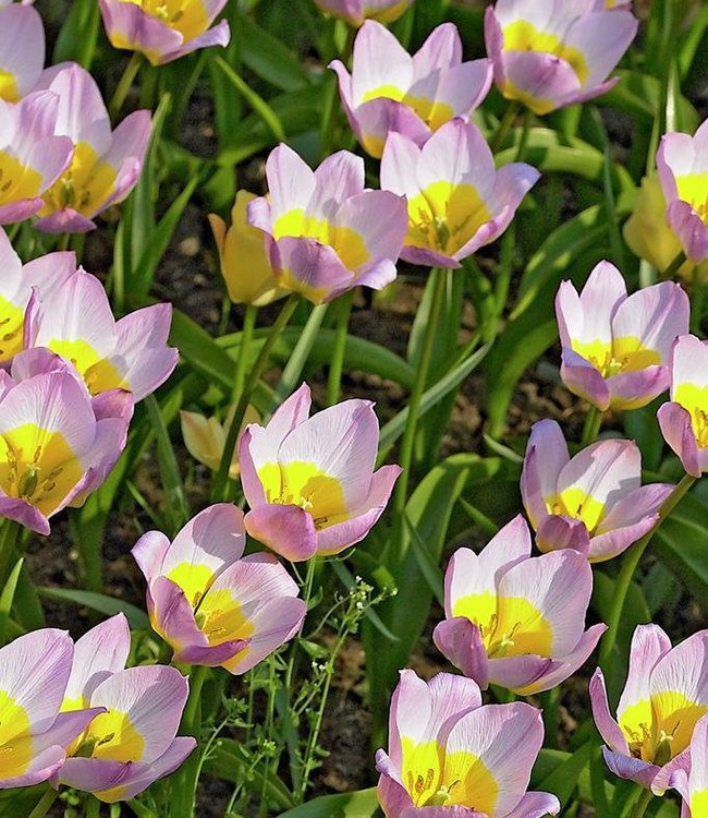 Tulipe bakeri Lilac Wonder