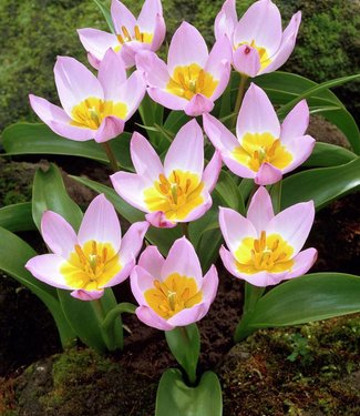 Tulip bakeri Lilac Wonder