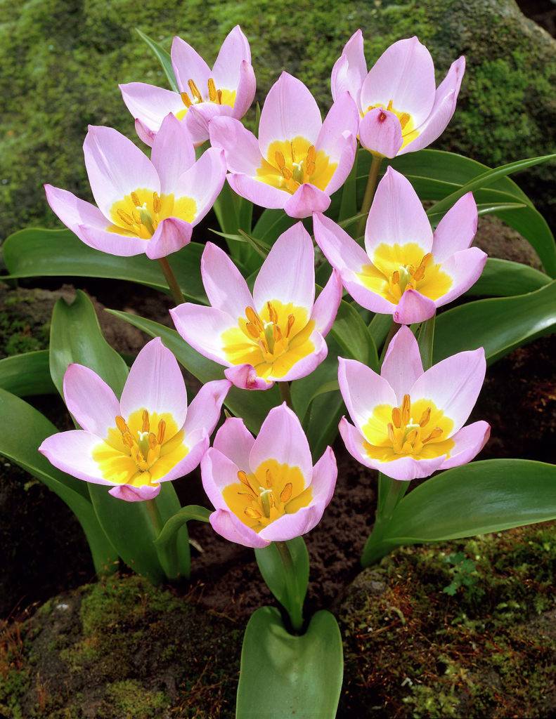 5 Bulbes De Tulipe 'Bakeri Lilac Wonder' - Variété Naine Rose Lilas, Parfaite Pour Rocailles Et Pots