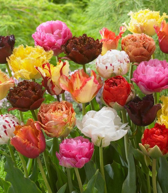 Tulipes melange Exclusive Tulips