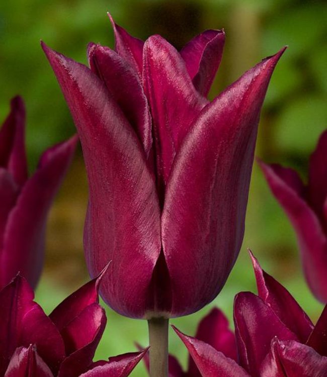 Tulpe Purple Heart