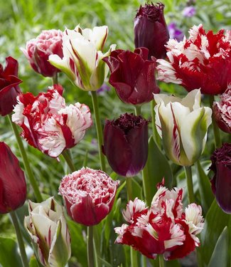 Tulipe mélange Rubies and Pearls