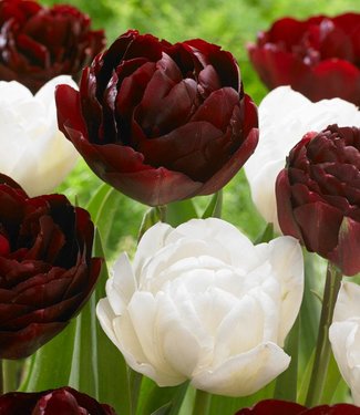 Tulpen Mischung Cherry Humbug