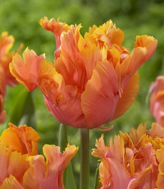 Tulipan Amazing Parrot