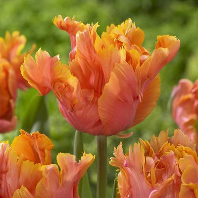 Parrot tulips