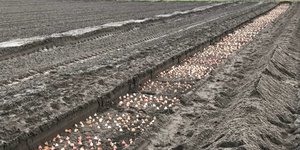 BEPLANTING SHOWTUIN BEGONNEN!