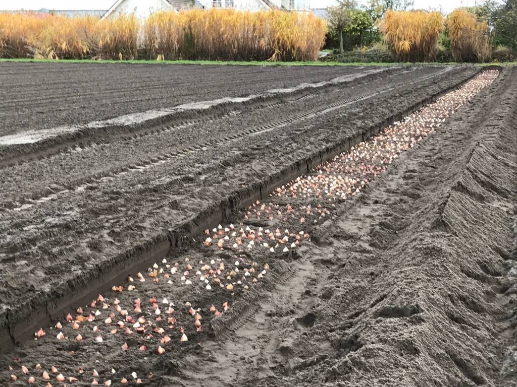 ANFANG DES PFLANZENS UNSERES SCHAUGARTEN!