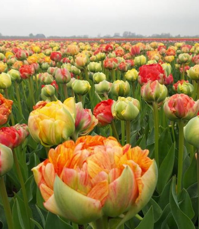 Tulp Gudoshnik Double