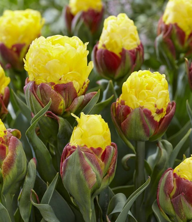 Tulipa Ice Cream Banana