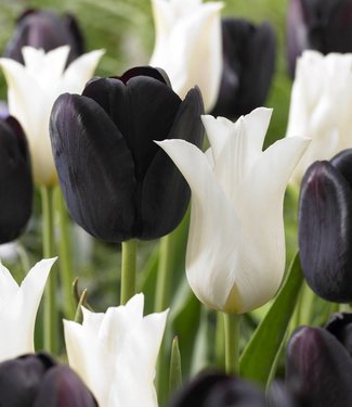 Tulipes de melange Ebony and Ivory