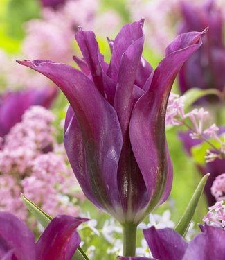 Tulipe Purple Doll