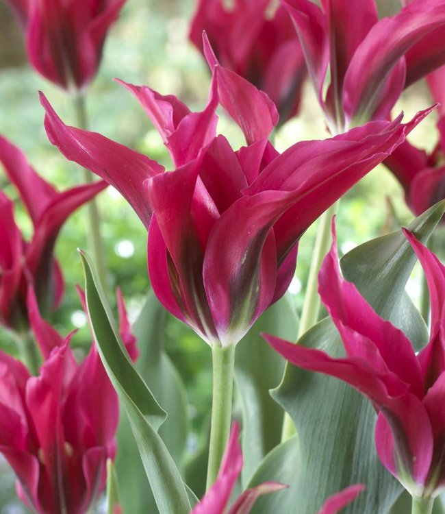 Tulipa Doll's Minuet