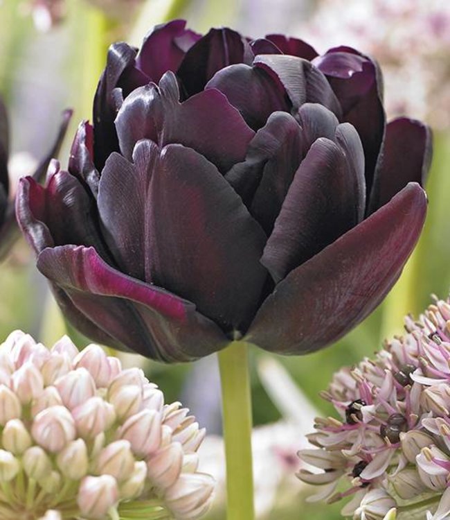 Tulp Black Hero