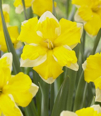 Narcis Banana Dacqueri