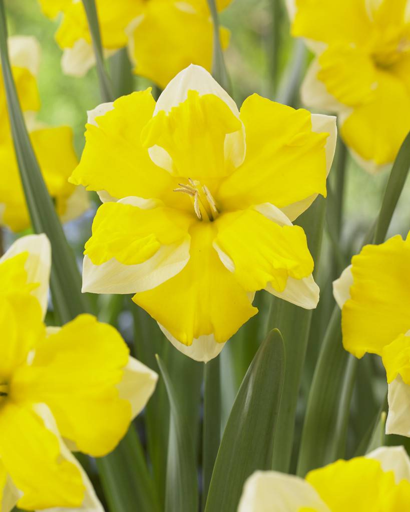 Daffodil bulbs Banana Dacqueri unique split corona daffodil! Tulip