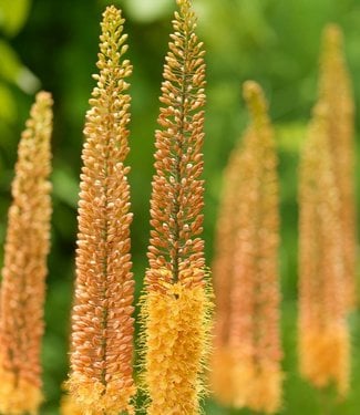 Eremurus Pinokkio