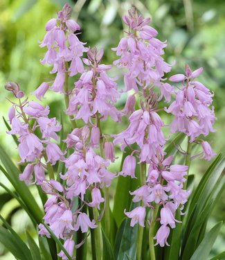 Hyacinthoides pink