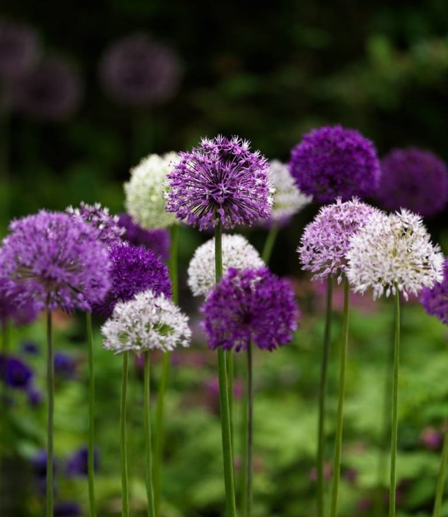 Allium Nigrum
