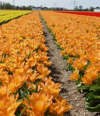 Tulip Orange Princeps