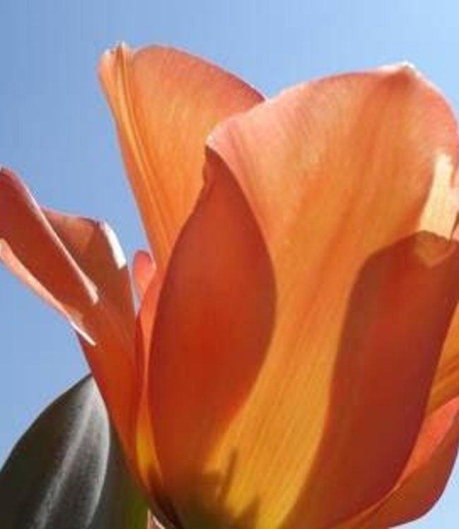 Tulipa Orange Princeps