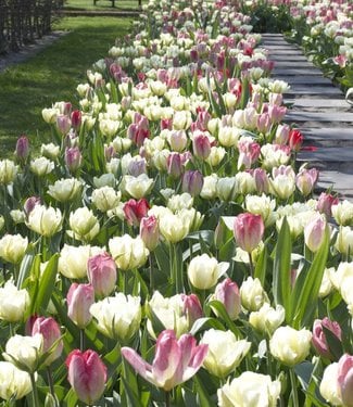 Tulip mixture Dream Carpet