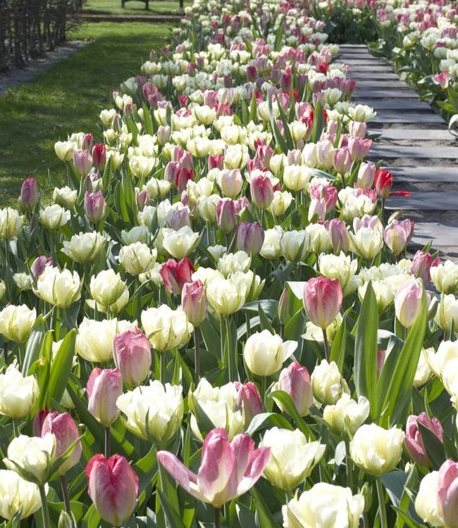 Tulipes de melange Dream Carpet